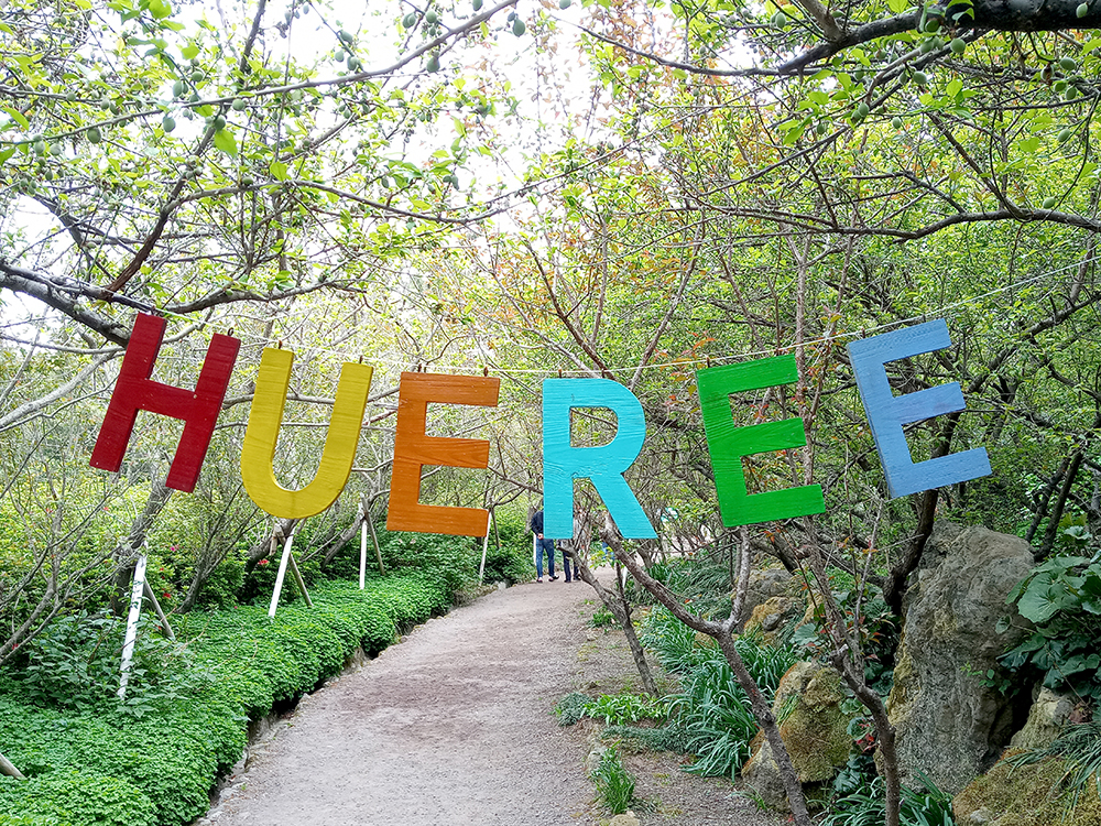 휴애리 수국 축제