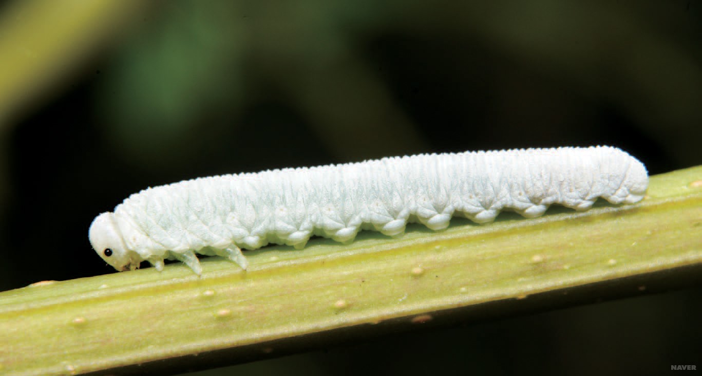 좀검정잎벌 유충1