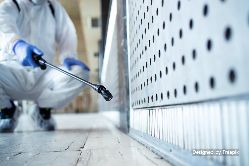 좀벌레 생기는 이유