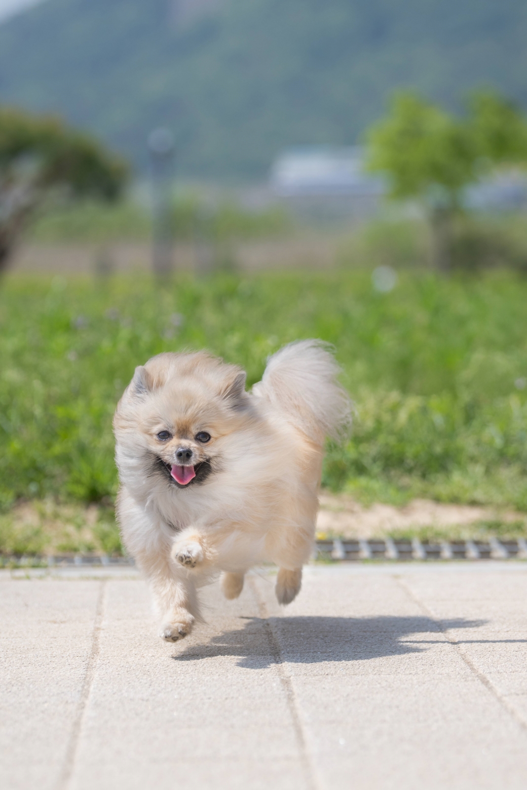 뛰면서 노는 강아지