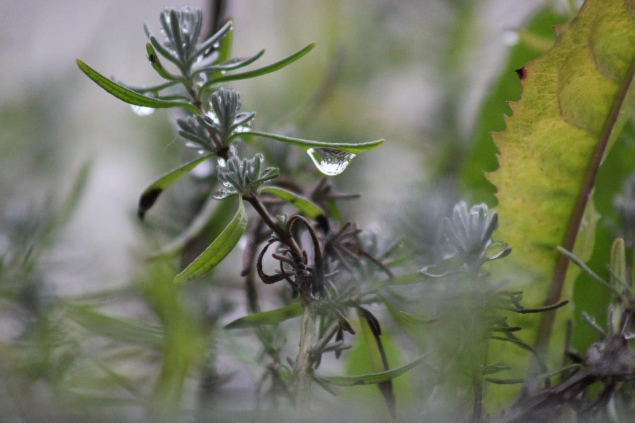 로즈마리 꽃이 활짝 피어 있다