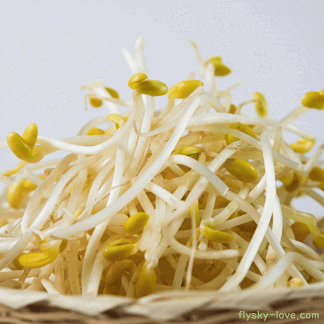 섬유소가 풍부한 콩나물 특징