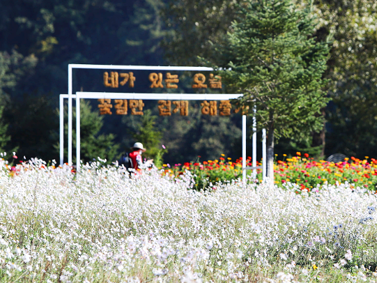 2024 가평 자라섬 꽃 페스타: 북한강 가을 꽃축제, 할인 혜택, 프로그램, 주차팁