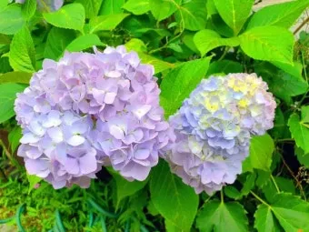 수국 키우는 법 씨앗 파종 시기 화분_6