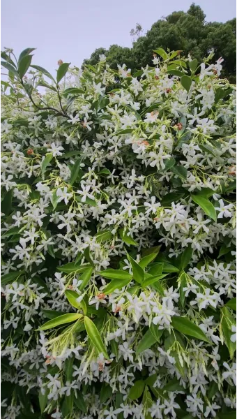 백화등 키우기 삽목방법 가지치기 꽃 노지월동까지_16