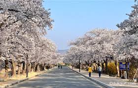 경주 보문호수 벚꽃길