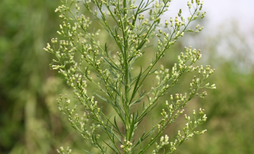 여름, 가을 산책길에서 자주 만나는 야생 꽃 7가지