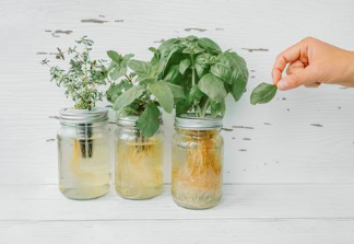 허브 수경재배