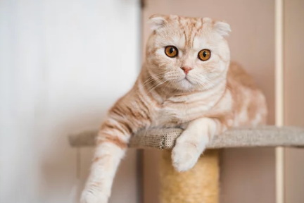 스코티시 폴드/출처:어도비스톡