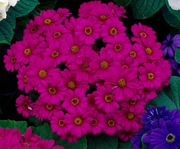 봄꽃 시네라리아