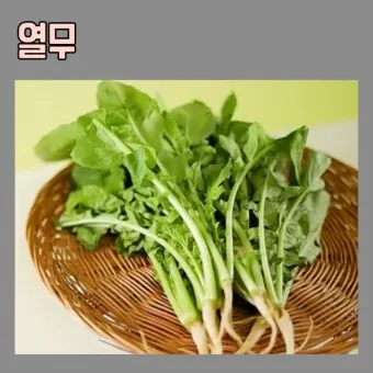 열무 효능 비타민 클로로필 식이섬유 건강 효과 정리_17