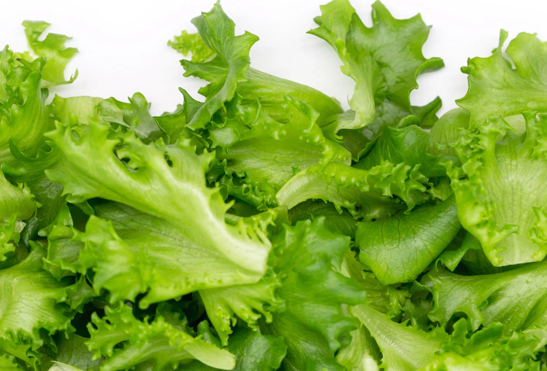 상추대궁채 효능