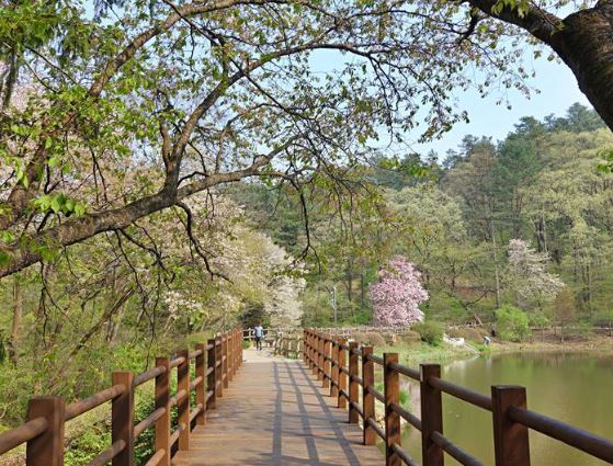 포천 벚꽃