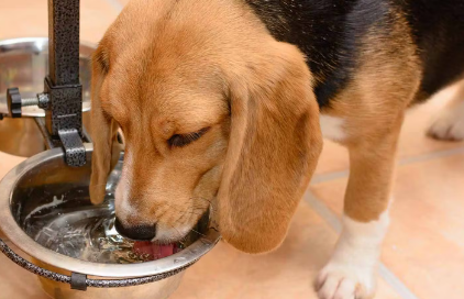 물마시는 강아지