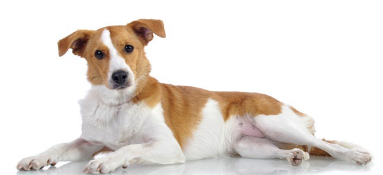 흰색과 갈색의 엎드린 개.