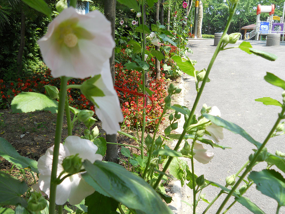 625, 고은산(Goeunsan Mountain)의 접시꽃