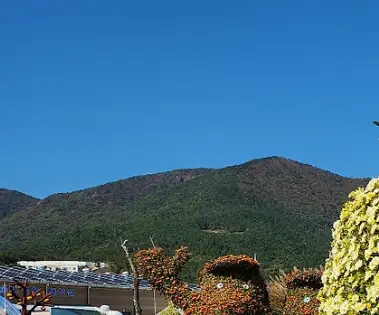 제19회 거제섬꽃축제 2025 – 국화향기 속으로 떠나는 섬의 가을