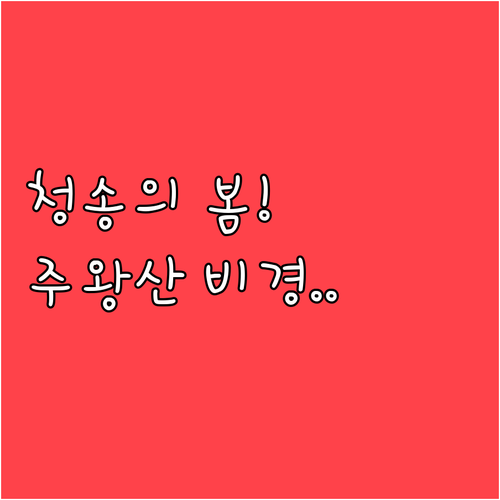 봄의 시작을 알리는 청송 산소카페 정..