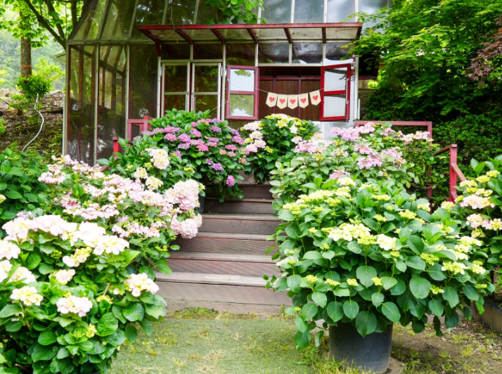 율봄식물원 수국 개화 시작! 광주 근교 수국 명소 완전 정복(개화시기, 입장료, 주차, 포토존 등)