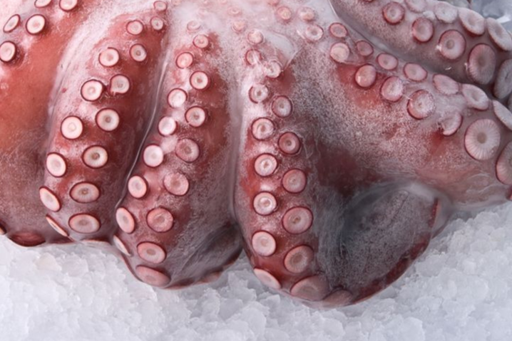 낙지 요리 레시피 총정리