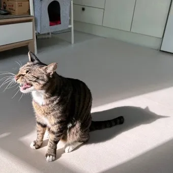"고양이