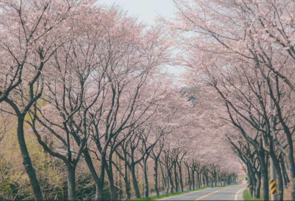 전남벚꽃 명소