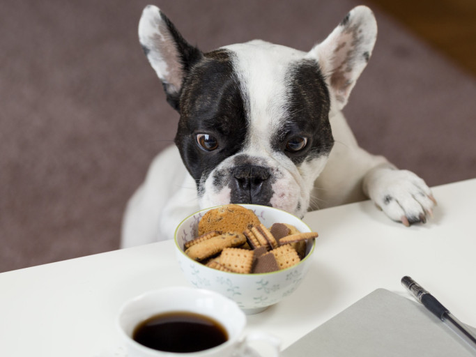 반려견 간식관련 사진
