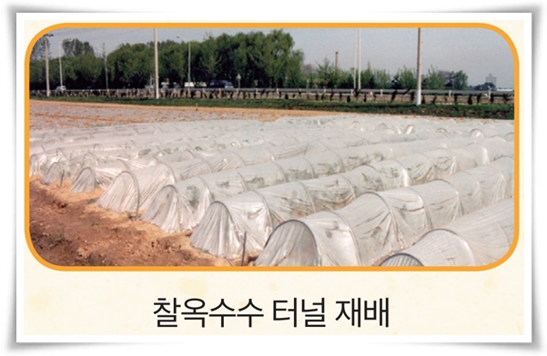 비타민 B, 철분, 식이 섬유가 풍부한 옥수수 재배하기!