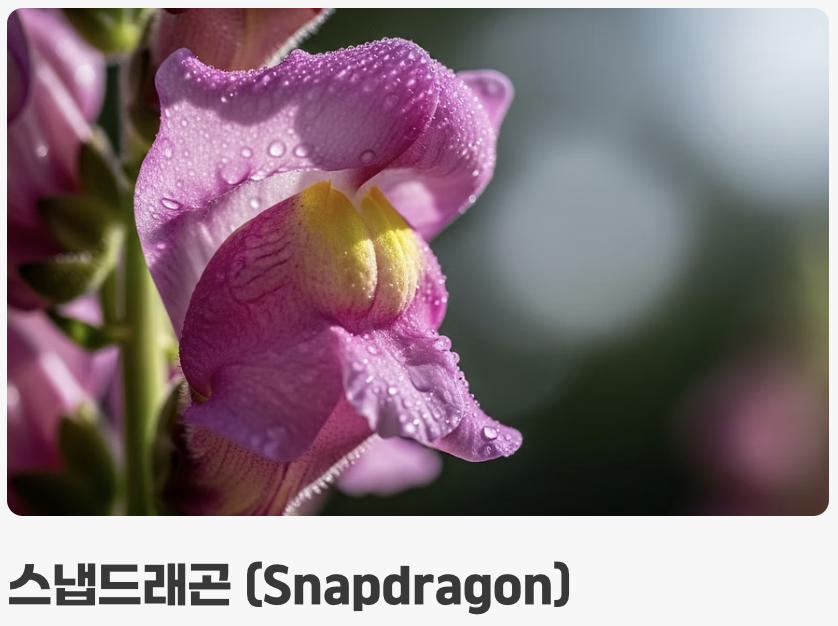 금붕어를 닮은 꽃, 이름의 비밀