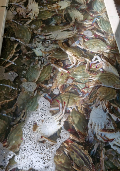 6시내고향 대맛조개 체험 택배 구입 문의