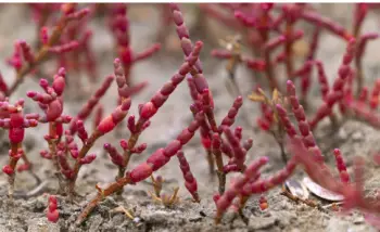함초 효능 및 영양성분, 가격