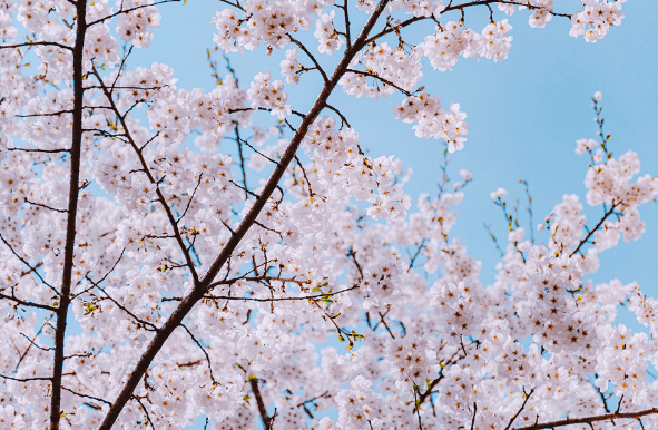 갈산누리 봄 축제