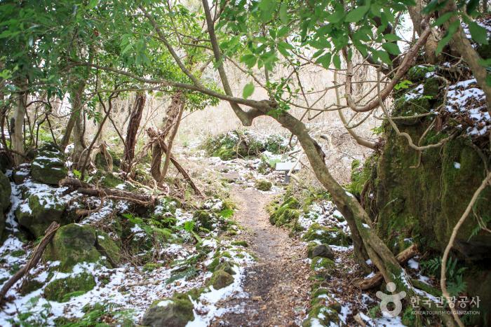 교래자연휴양림에 있는 나무와 이끼들이다.