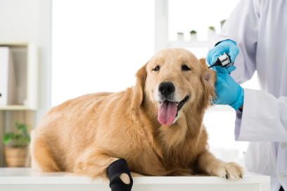 진료중인 강아지