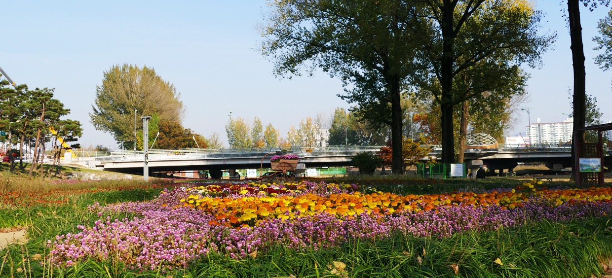 증평 보강천 미루나무숲