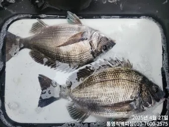 압해도 장감리 감성돔 포인트 소개와 혼자하는 낚시의 즐거움 완벽 낚시 가이드_11