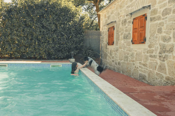 럭셔리 반려동물 동반 호텔