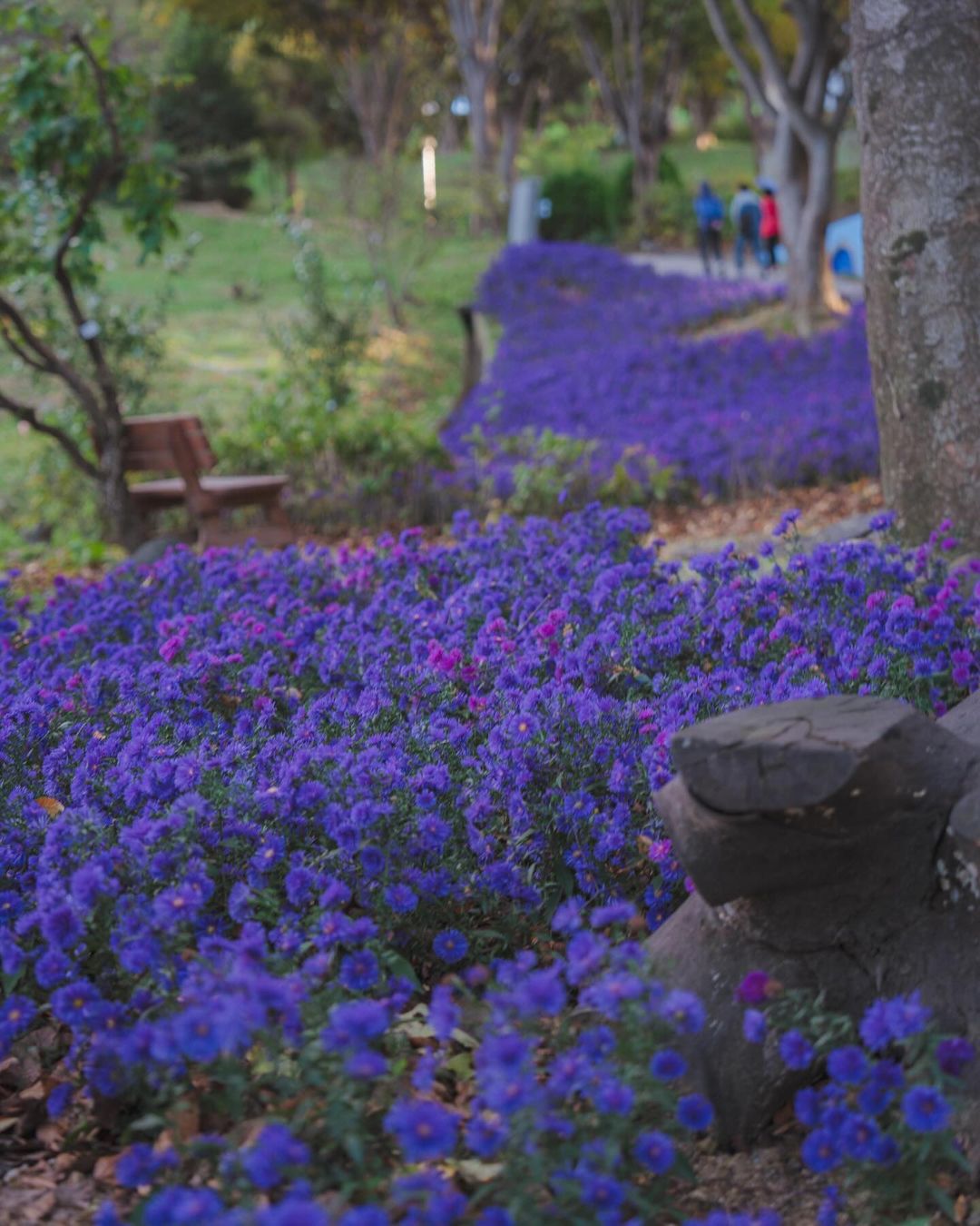충남 아산의 봄, 튤립과 수선화가 가득 2025 피나클랜드 봄꽃대향연