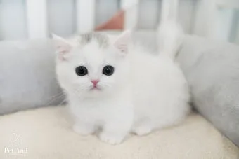 먼치킨 고양이 유전병_8