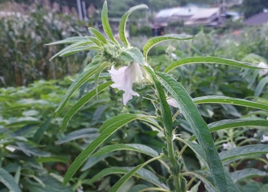 "8월, 참깨 수확해야 해요!" 순지르기/베는시기/수확하기/보관하기