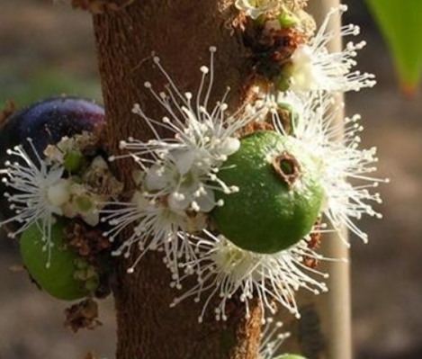 자보티카바 주스 만들기