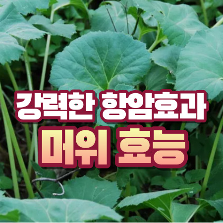 머위 효과