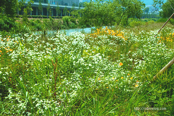 여름산하의 약용 들꽃 -개망초
