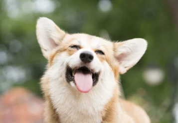 강아지 헥헥거리는 모습/출처:어도비스톡