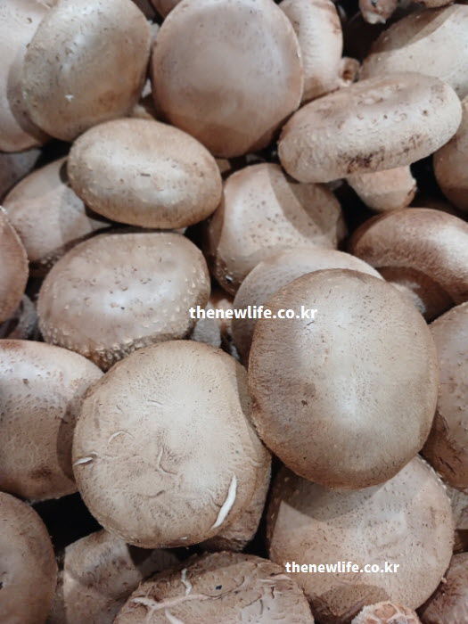 자외선 받아 에르고스테롤이 비타민D로 변하는 표고버섯 효능