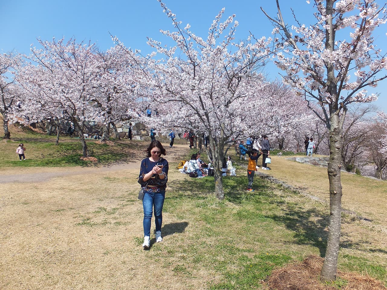 벚꽃아내 한가로이 걷는 여인