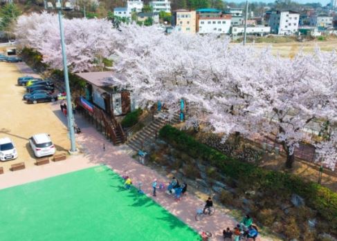 예천 벚꽃