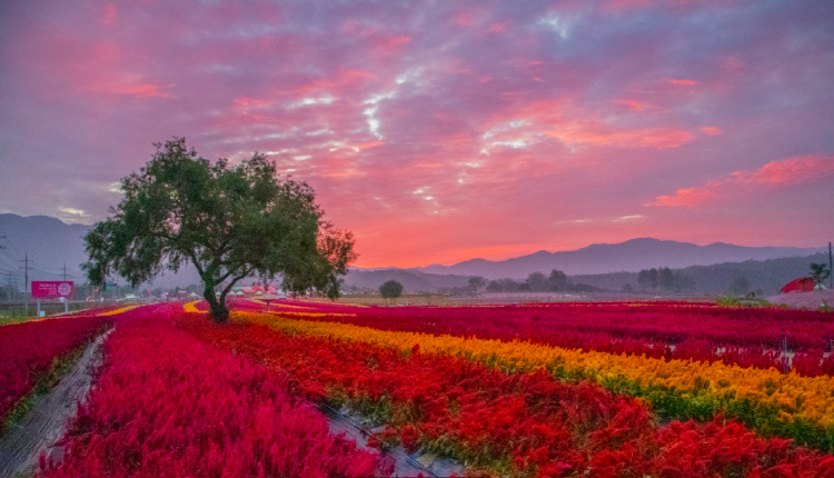 철원 고석정 꽃밭축제