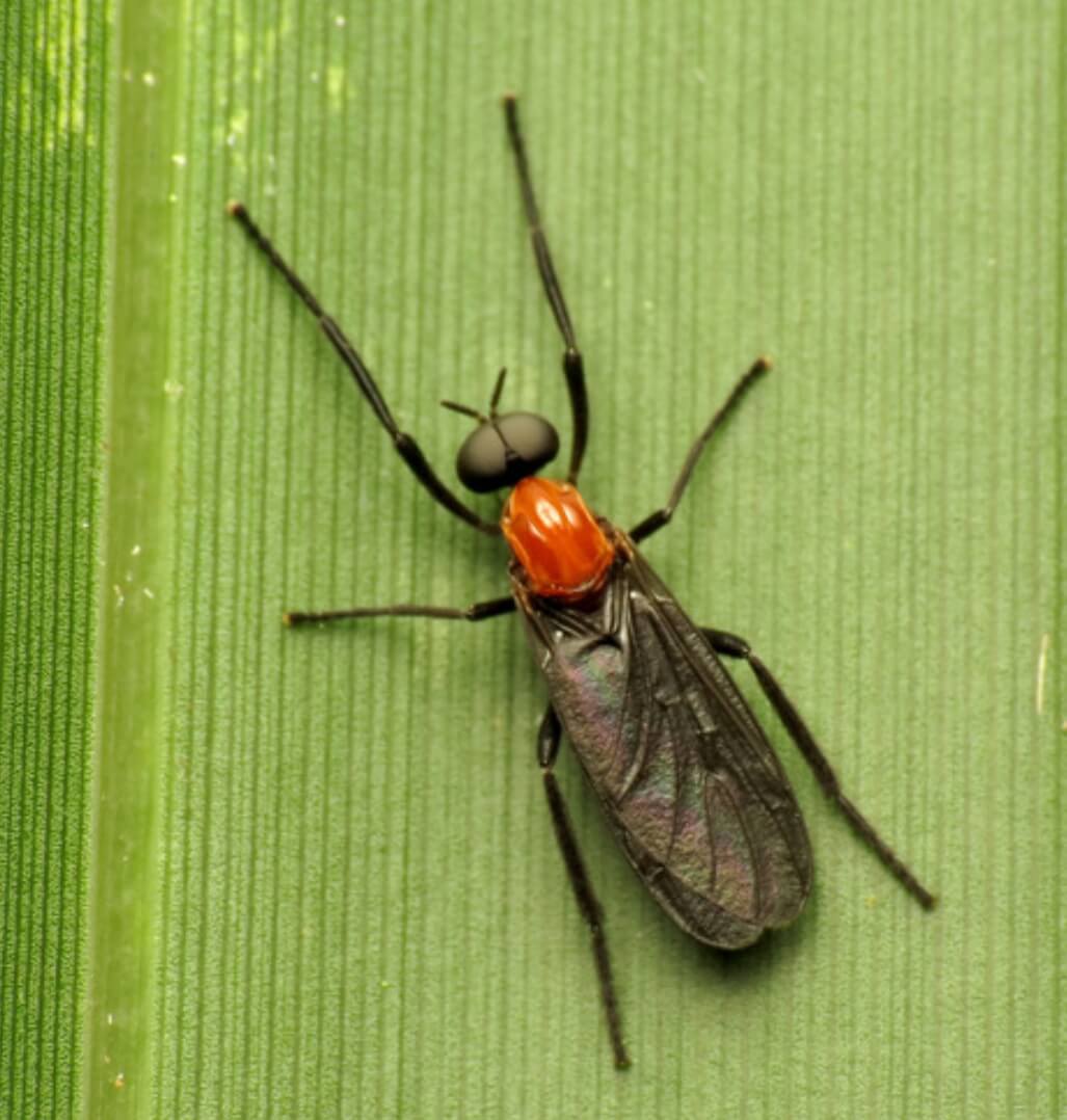 러브버그 퇴치방법