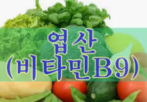 엽산-녹색식물3